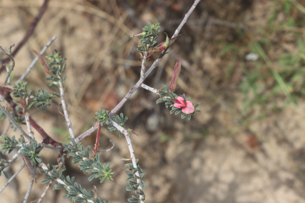 Indigofera aspalathoides Vahl ex DC.